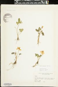 Viola palmata image