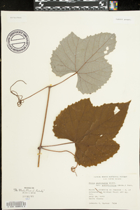 Vitis aestivalis var. bicolor image