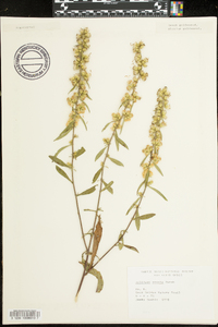 Solidago erecta image