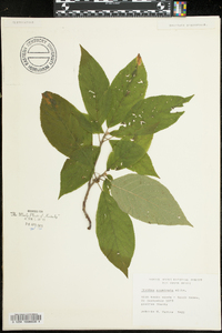 Clethra acuminata image