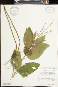 Scutellaria incana image