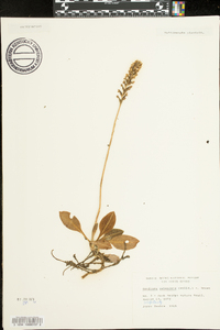 Goodyera pubescens image