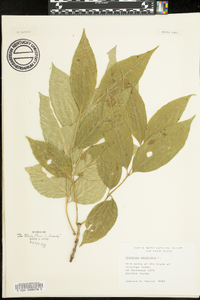 Fraxinus biltmoreana image