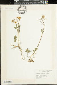 Cardamine angustata image