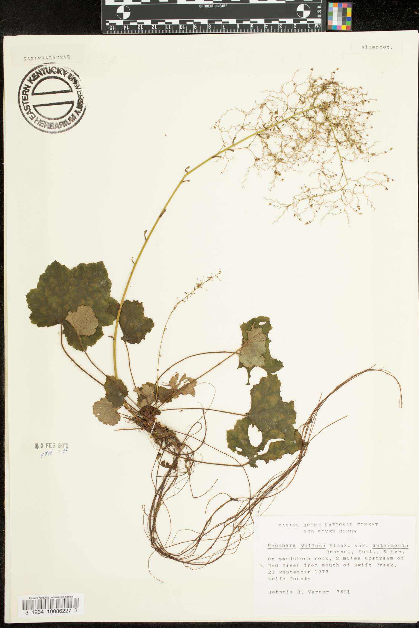 Heuchera macrorhiza image