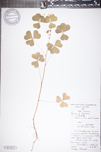 Oxalis grandis image