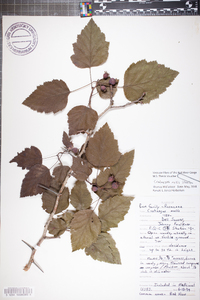 Crataegus mollis image