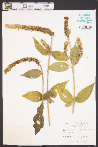 Agastache scrophulariifolia image