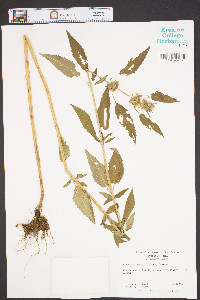 Blephilia hirsuta image