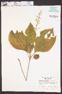 Collinsonia verticillata image