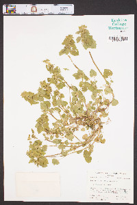 Lamium purpureum image