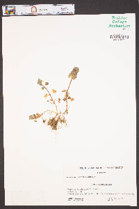 Lamium purpureum image