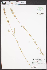 Lavandula angustifolia image