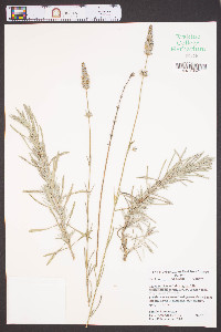 Lavandula angustifolia image