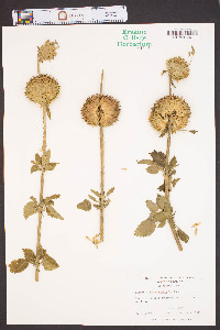 Leonotis nepetaefolia image