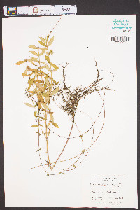 Lycopus rubellus var. angustifolius image