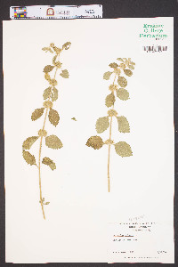 Marrubium vulgare image