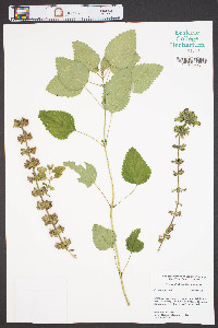 Melissa officinalis image