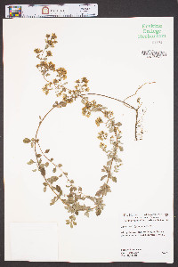 Origanum vulgare image