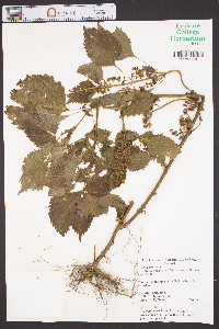 Perilla frutescens image