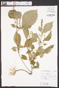 Perilla frutescens image