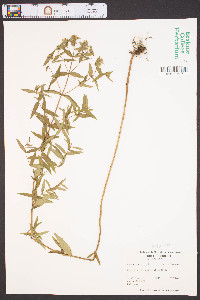 Pycnanthemum muticum image