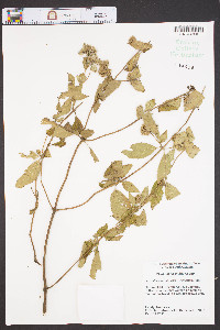 Pycnanthemum muticum image