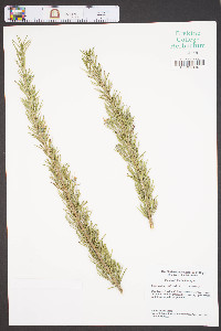 Rosmarinus officinalis image