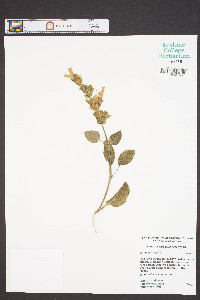 Salvia officinalis image