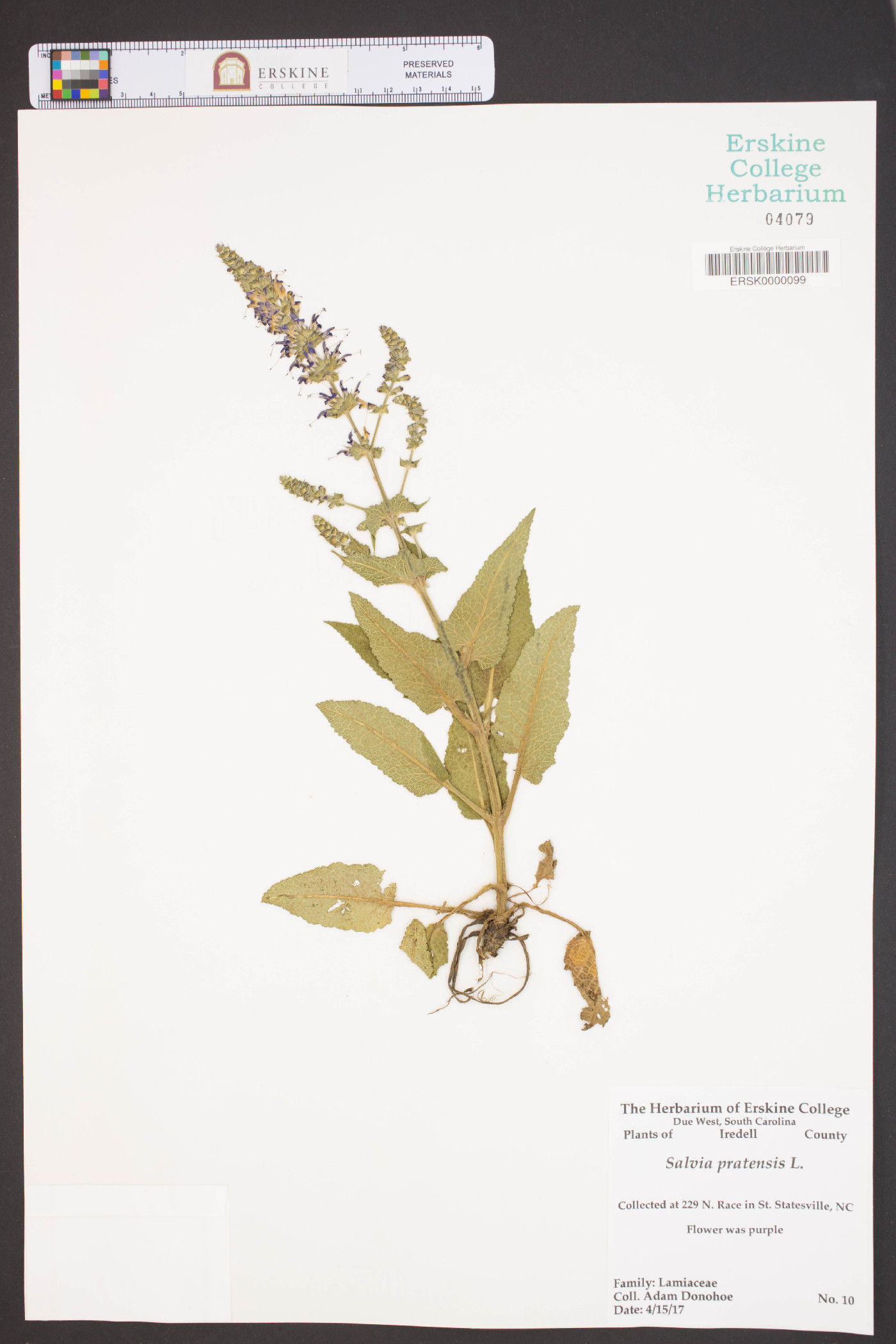 Salvia pratensis image