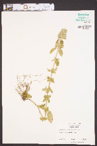 Clinopodium vulgare image