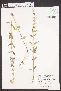 Scutellaria integrifolia var. hispida image