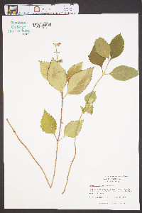 Scutellaria serrata image