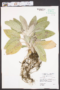 Stachys byzantina image