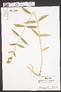 Stachys hyssopifolia var. ambigua image