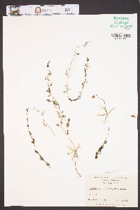 Utricularia inflata var. minor image