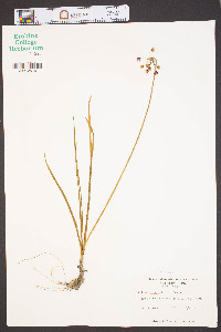 Allium cernuum image