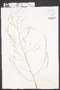 Asparagus officinalis image