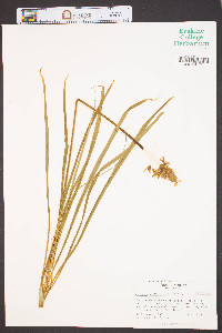 Camassia scilloides image