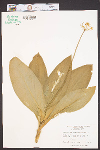 Clintonia umbellulata image