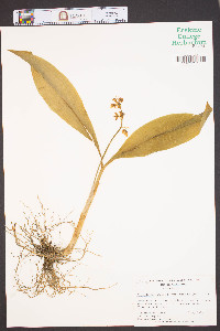 Convallaria majalis image