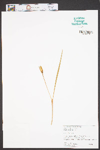 Crocus tommasinianus image