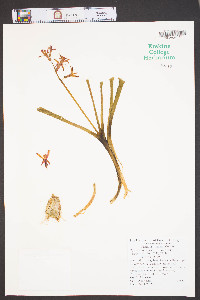 Hyacinthus orientalis image