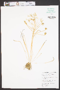 Ornithogalum umbellatum image