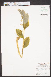 Polygonatum odoratum image