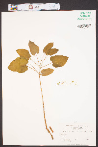 Smilax ecirrhata image