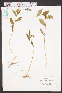 Uvularia perfoliata image