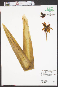 Yucca aloifolia image