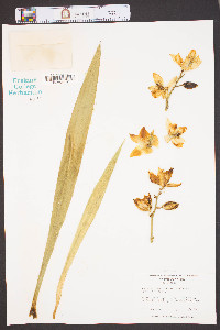 Yucca flaccida image