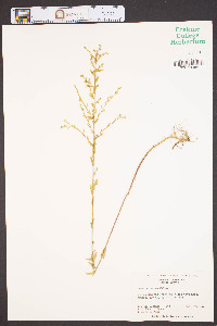 Linum striatum image